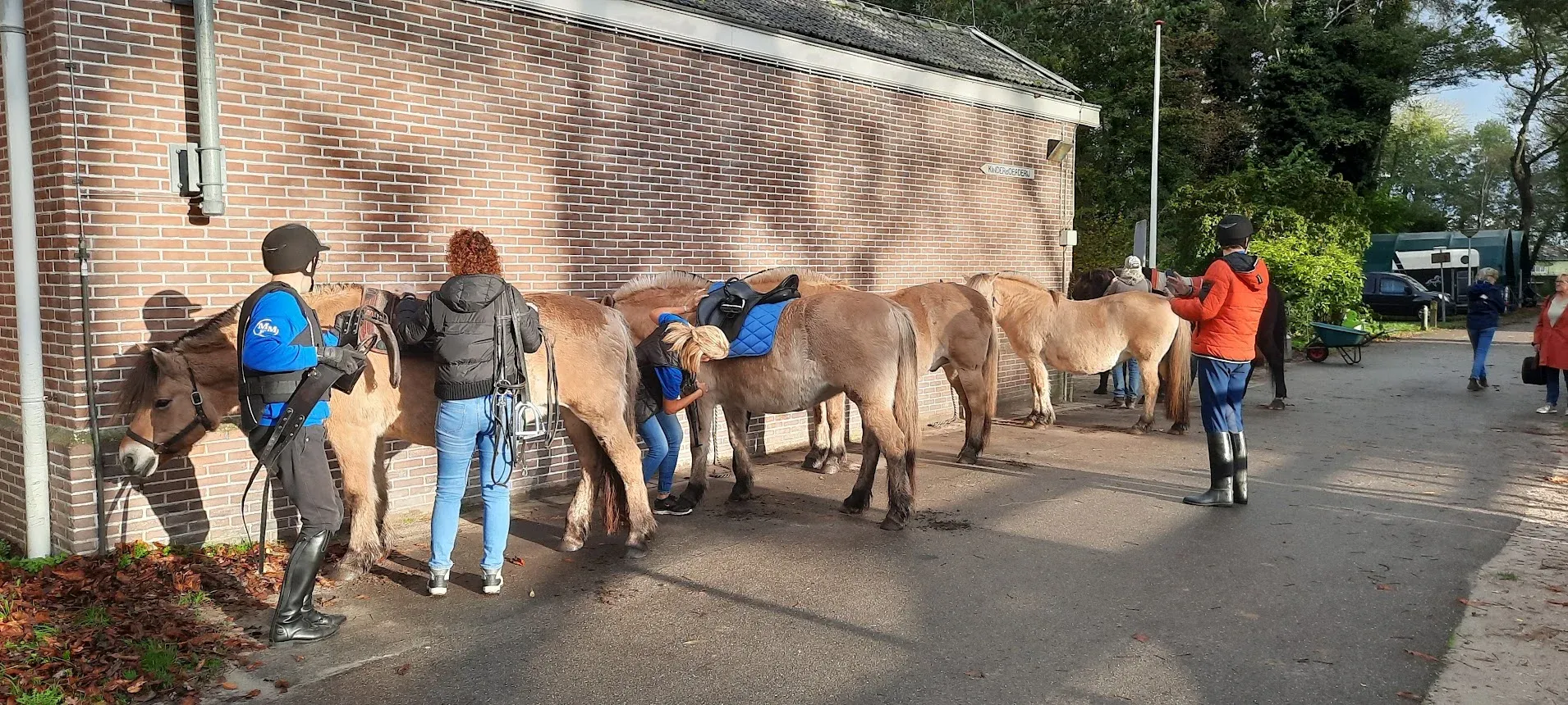 Vrijwilligers en ruiters poetsen en zadelen de fjordenpaarden langs de stalmuur.