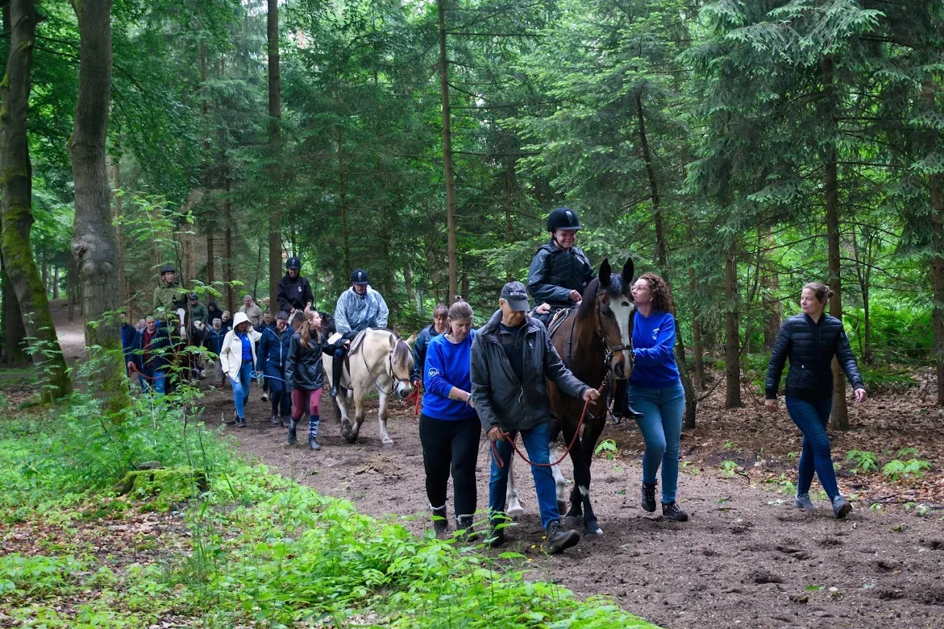 Een lange stoet ruiters te paard en vrijwilligers te voet rijdt over een bospad tussen hoge naaldbomen.